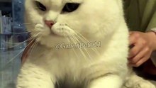 Funny cat