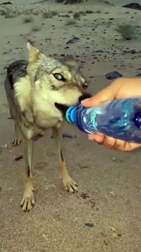 Ce loup du désert avait très soif
