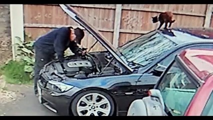 Son chat l'aide à réparer la voiture