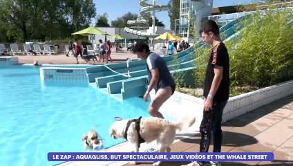 Le Zap : et si vous faisiez trempette avec vos chiens à Aquagliss ?