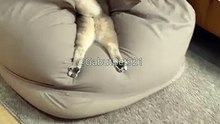 Funny cat