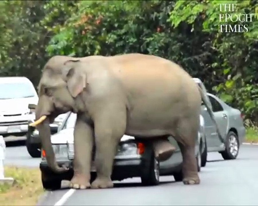 The terrifying beauty of wildlife.🧵