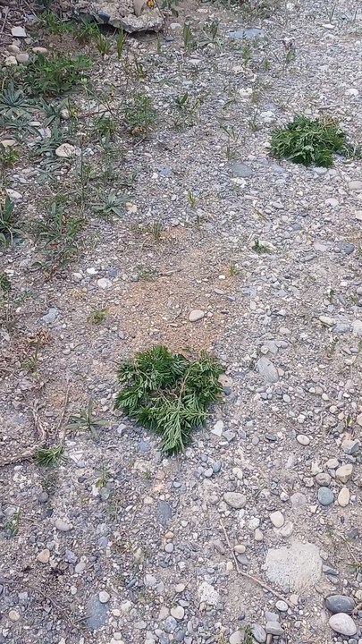 Arrachage ambroisie par Association Stop Ambroisie en 2025 sur les sentiers colline de Sauzet