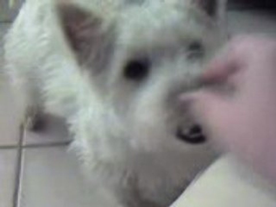 bon chien