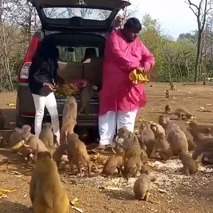 Feeding the monkeys is an interesting job