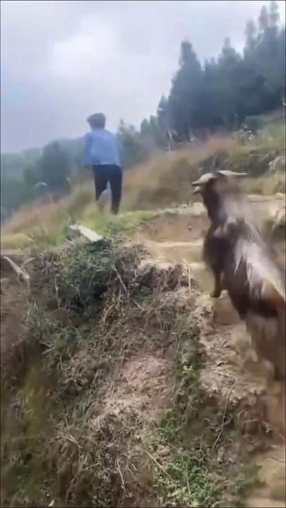 funny animal moments 😁