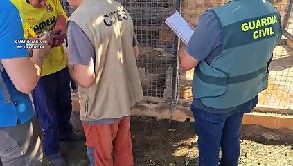 Desmantelado un zoo clandestino en Nules (Castellón)
