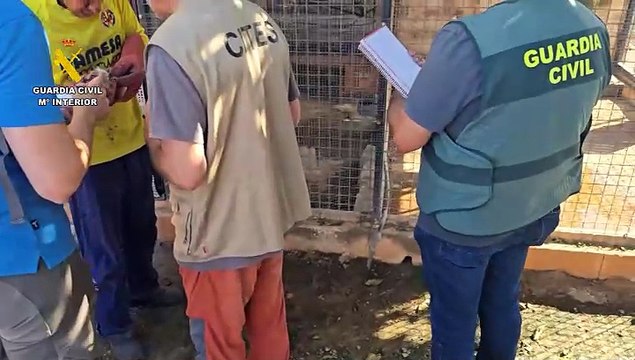 Desmantelado un zoo clandestino en Nules (Castellón)