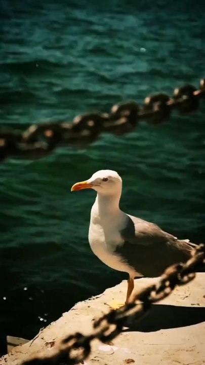 Islamic videos beautiful