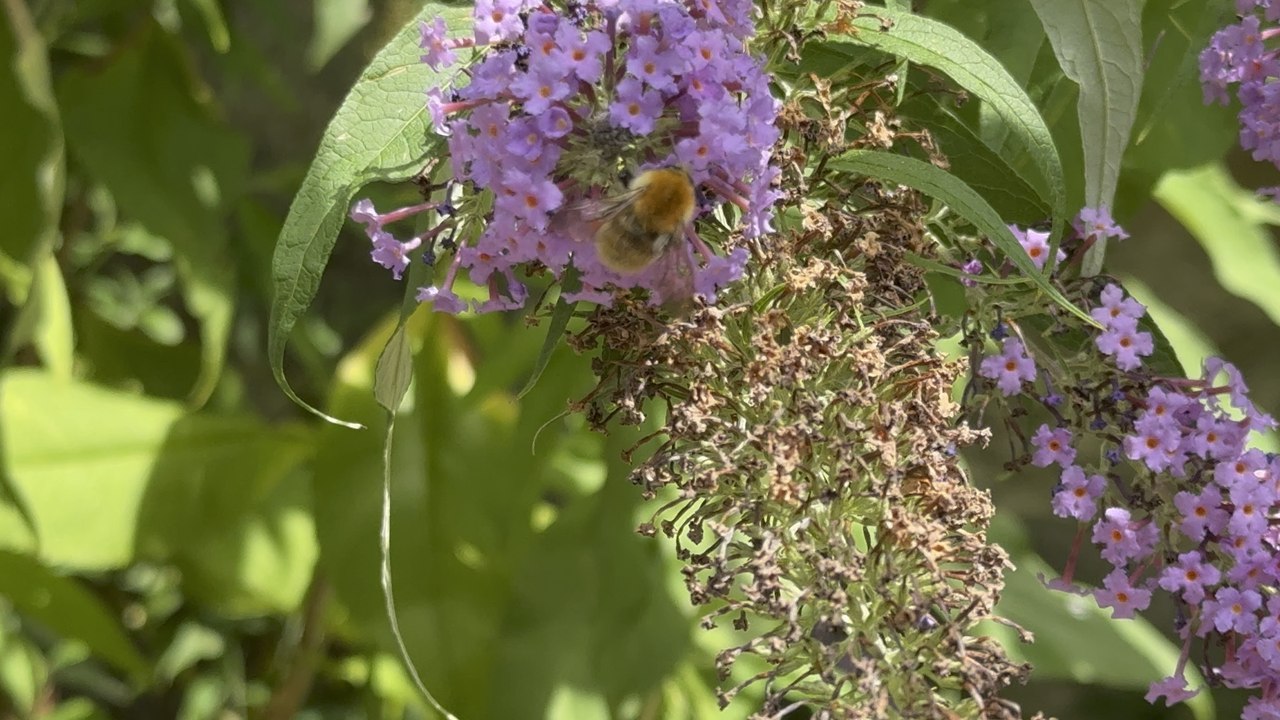Abeille 🐝 butineuse