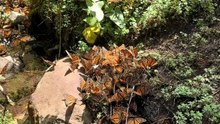 Mariposa Monarca: Santuario El Rosario, Michoacán