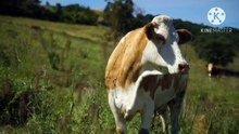 Os animais mais fofos do mundo N•259