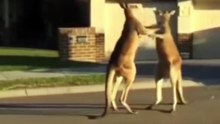 Kangaroo fighting only in Australia 🇦🇺