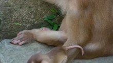 Cute baby monkey 1
