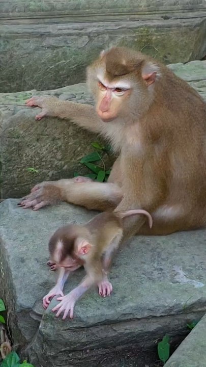Cute baby monkey 1