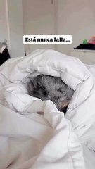 Siiiiiii unos taquitos 🌮🌮🐕