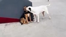Que romántico ❤️🐕🐕