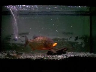 PIRANHA FOU PATOUCH LE PIRANHA  FOU PIRANHA