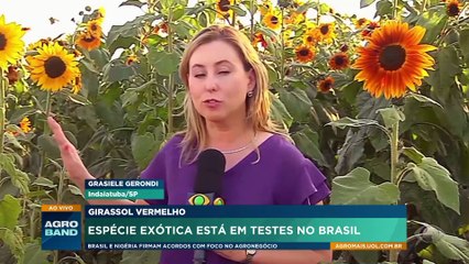 Girassol vermelho: espécie exótica está em testes no Brasil