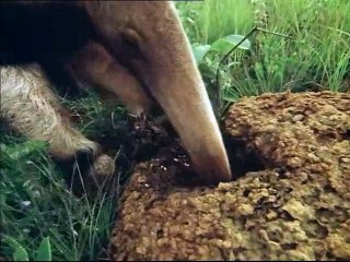 Life on Earth (1979)  E10 - Theme and Variations