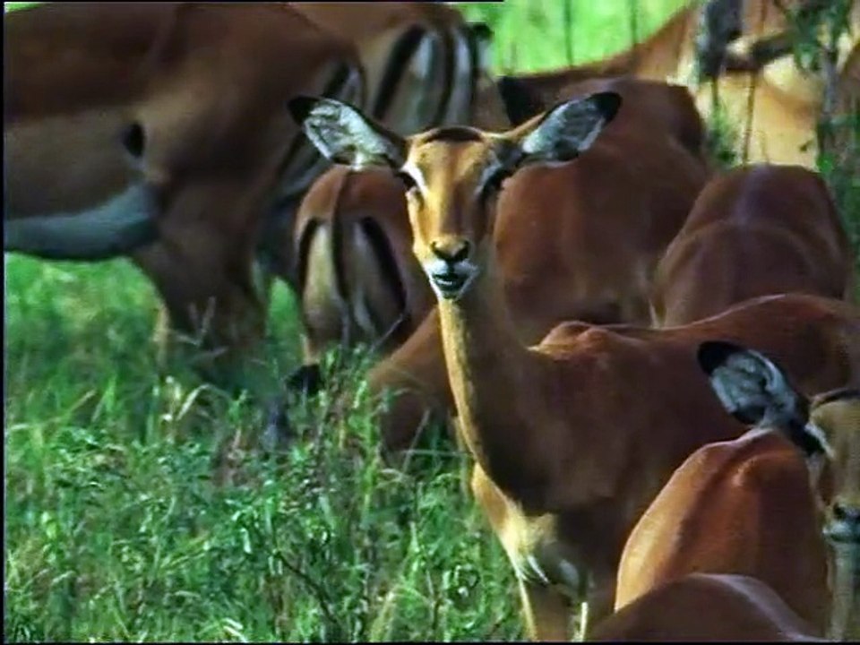 Life on Earth (1979)  E11 - The Hunters and Hunted