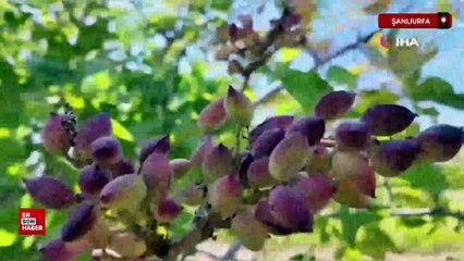 Şanlıurfa TİGEM'de fıstık hasadı başladı