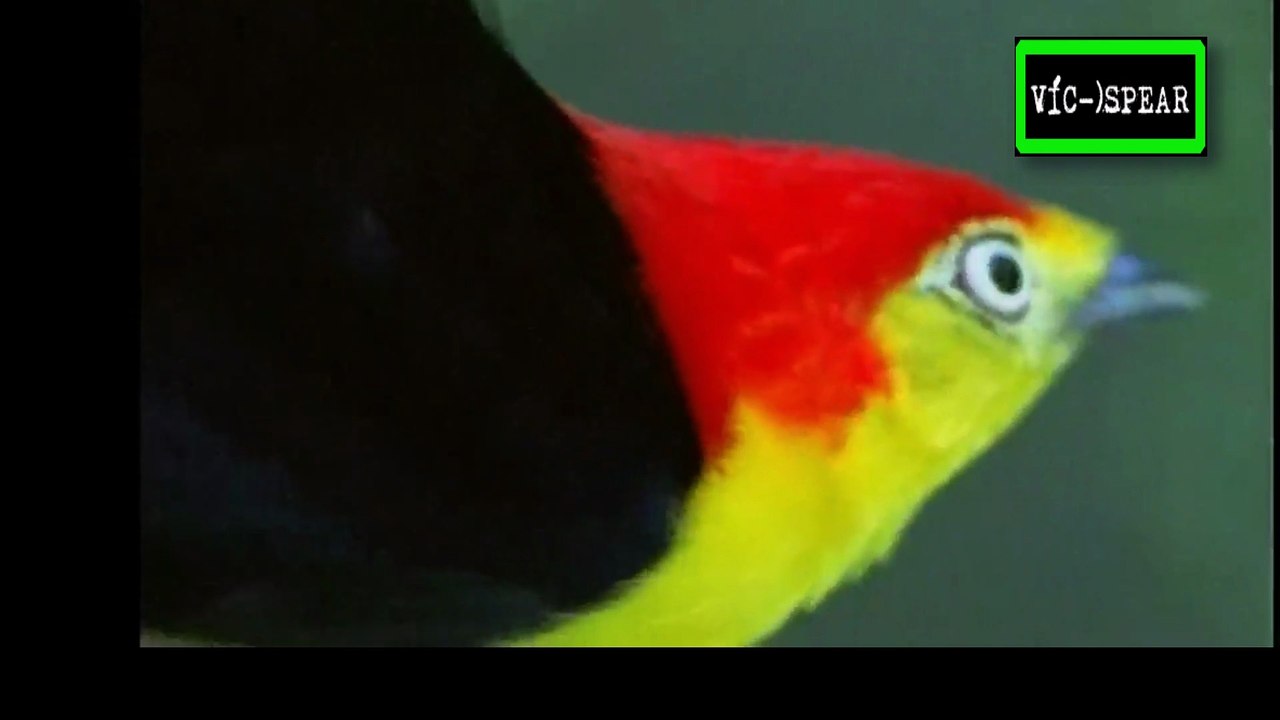 Sudamérica Salvaje: Mundos Perdidos - Documental (2000) - Español Latino - Episodio 1 *Narrado por Rubén Moya.*