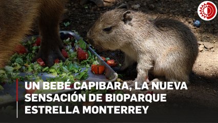 Un bebé capibara, la nueva sensación de Bioparque Estrella Monterrey