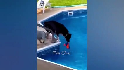 Most Funny Cat Fails Compilation – you can not stop laughing🤖🐱