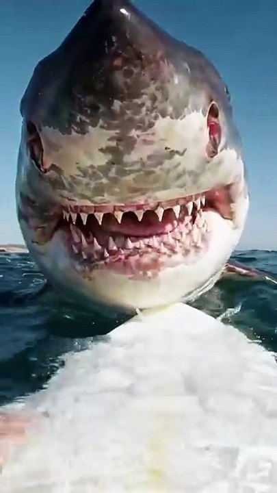 Giant Great White Shark Gets WAY Too Close To Surfboard waves and ships at the North Sea, Giant Mysterious Sea Creatures, Most Awesome Underwater, #ForYou #Shark #WhiteShark