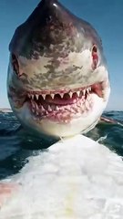 Giant Great White Shark Gets WAY Too Close To Surfboard waves and ships at the North Sea, Giant Mysterious Sea Creatures, Most Awesome Underwater, #ForYou #Shark #WhiteShark