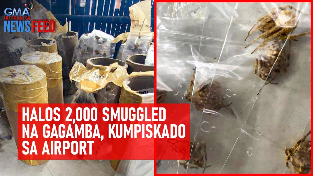 Halos 2,000 smuggled na gagamba, kumpiskado sa airport | GMA Integrated Newsfeed