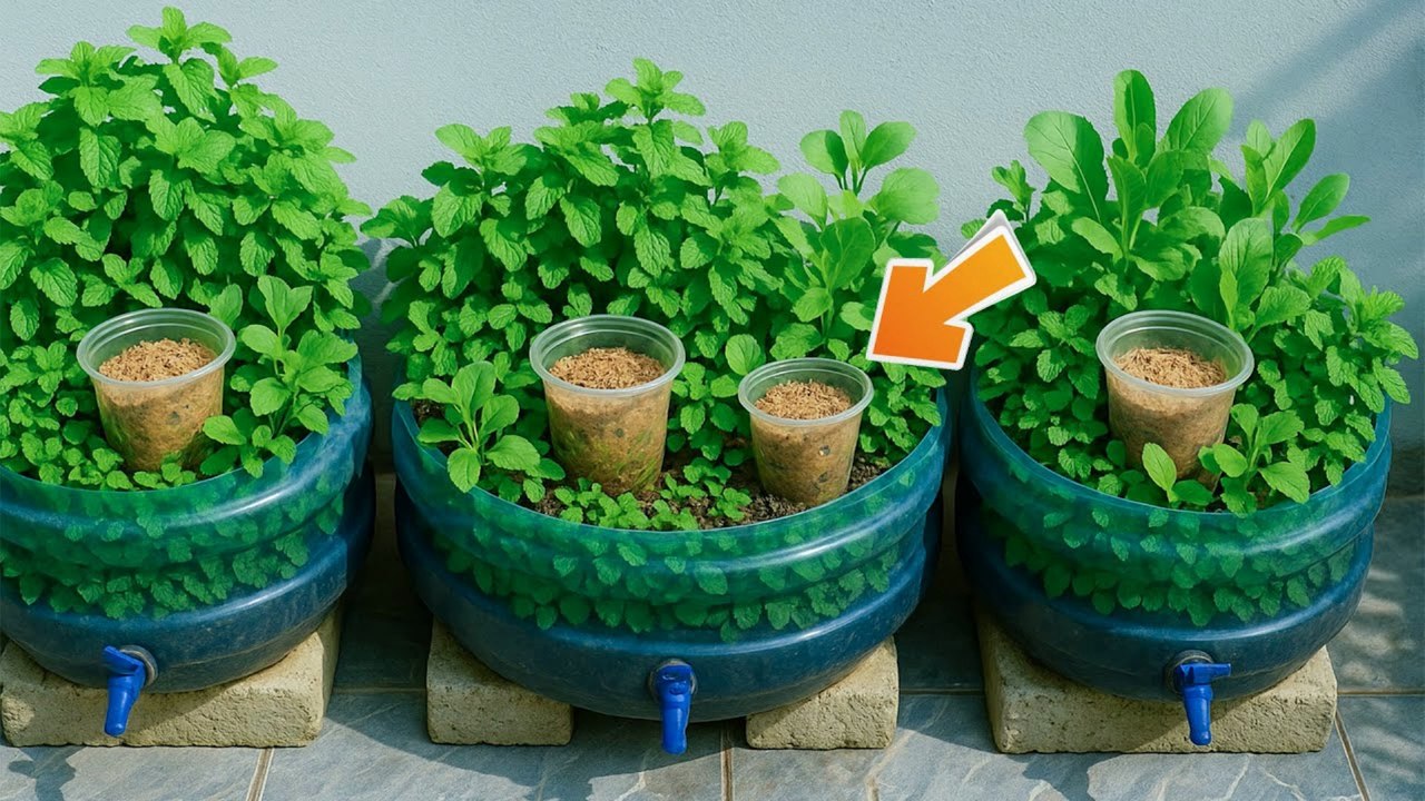 Tips and Tricks for Growing Mint 🌱 | ঘরে সহজে পুদিনা চাষ ও কাটা | Easy Gardening for Everyone