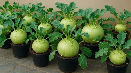 Growing Kohlrabi in a Tiny Plastic Pot 🌱 | ছোট প্লাস্টিক পটে এত ভালো ফল | Unbelievable Yield!