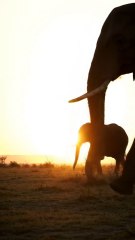 wild animals elephant and natural view ❤️❤️❤️❤️❤️
