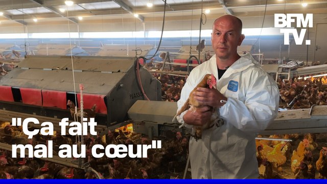 ROBIN DE BFM - Un éleveur doit abattre ses 8.000 poules après une détection de salmonelle