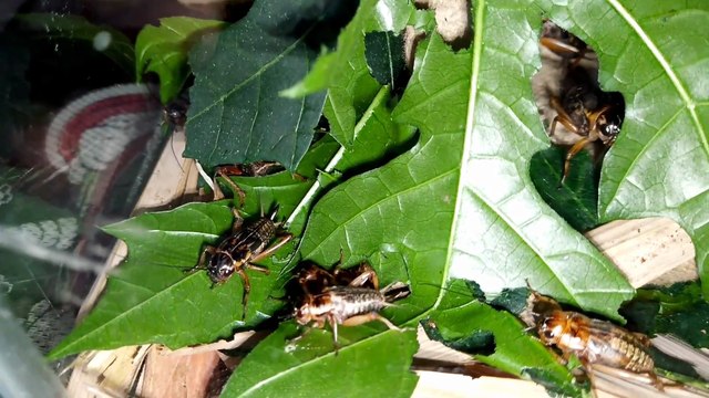 Crickets Sounds Chirping for Deep Sleep – Natural ASMR Relaxation