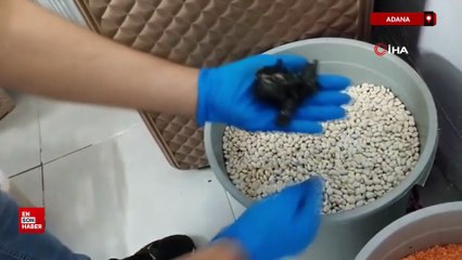 Adana'da uyuşturucu satıcısının bonzai zulası fasulye dolu kova çıktı