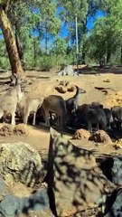 Kangaroo diaries only in Australia 🇦🇺