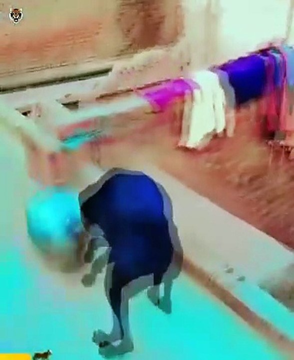 20 Dangerous Incidents Of Animals Attacking Other Animals Unexpectedly Caught On Camera 🐂vs👨