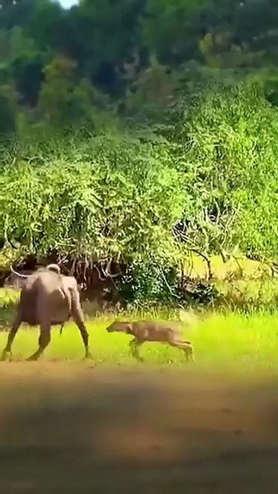 Deer 🦌 jump to mounting