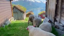 Rakssetra, Norvège — entre rêve et réalité 🇳🇴