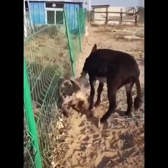 Hyena messed with a wrong donkey and learned a great lesson 🥱