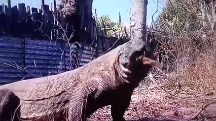 Komodo Dragon hunting Small Goat and eat alive