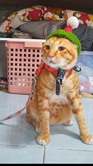 ปราสาทตาหลุด: สัญลักษณ์สงครามไทย-เขมรที่รอการเปิดเผย 🏰