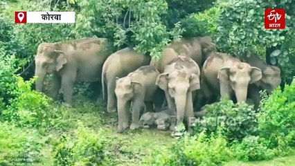 हाथियों के कुनबे की खूबसूरत तस्वीर, बड़ों की परछाईं में आराम फर्मा रहे नन्हें एलिफेंट