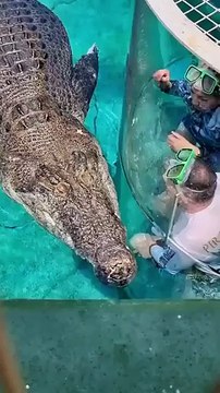 This glass cage _called the cage of death_ is an Australian attraction of Crocosaurus Cove. With a l