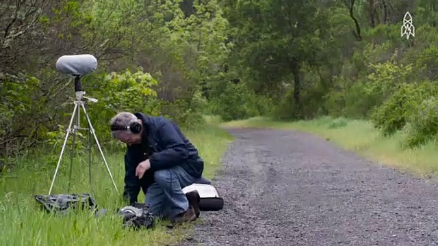 This is how you can see the sound of a dying ecosystem. A soundscape ecologist visualizes the sound