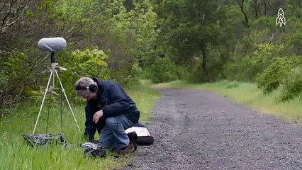 This is how you can see the sound of a dying ecosystem. A soundscape ecologist visualizes the sound
