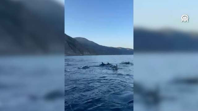 Tekirdağ’da yunuslar balıkçı teknesine eşlik etti